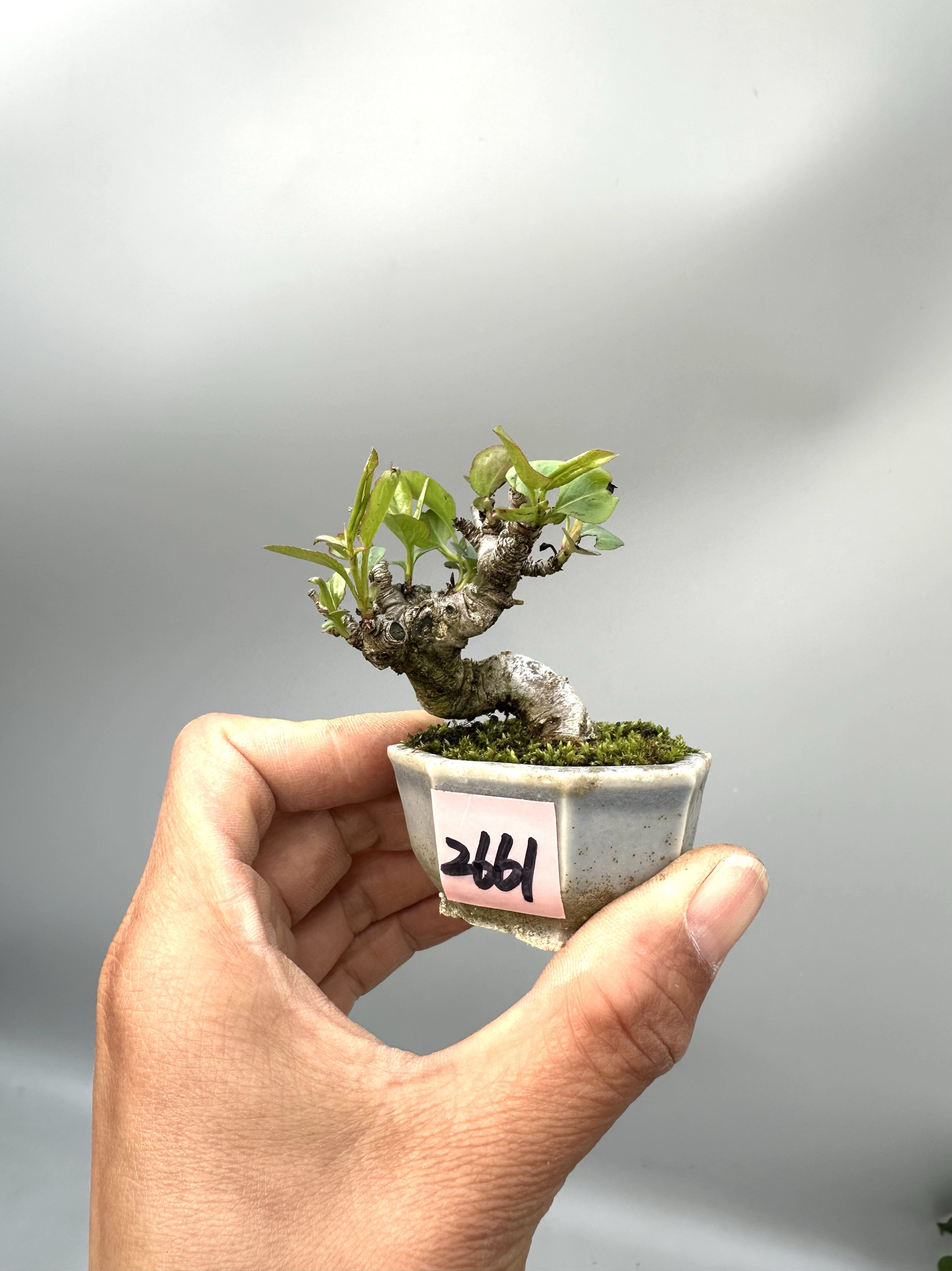 禅意日本志水豆盆小梨豆梨指尖盆景迷你型盆栽实物原生进口绿植