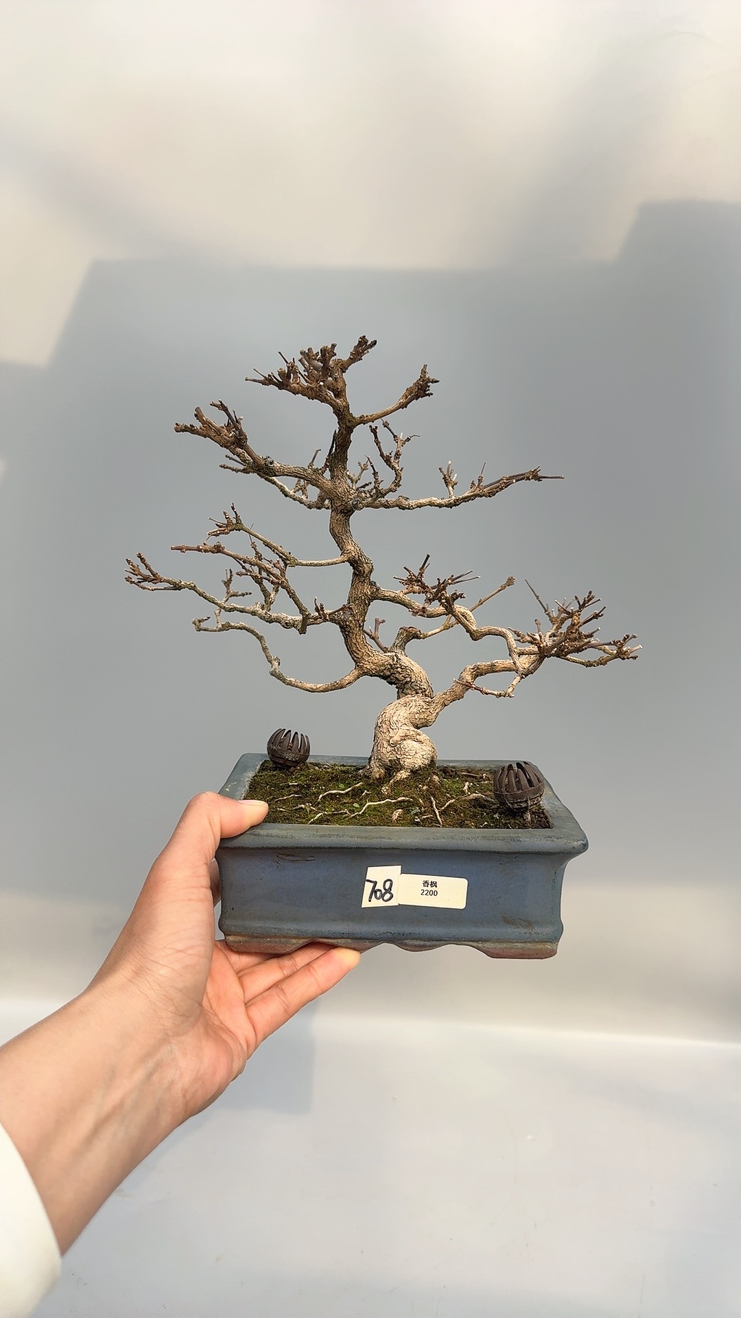 禅意日本香枫树小叶微型盆景盆栽原生进口造型老桩精品实物小品