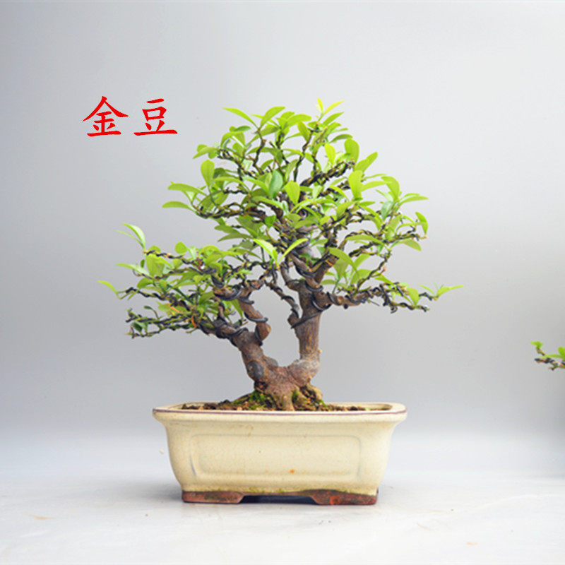 禅意日本金豆精品中品微型盆景实物老桩原生进口常青绿植掌上桌面