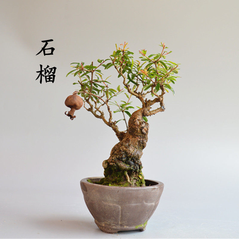 石榴盆景盆栽日本小叶红花微型盆景老桩熟桩造型开花结果实物矮霸在类目 鲜花速递/花卉仿真/绿植园艺, 花卉/绿植盆栽（新）, 绿植中 - 来自Buy2taobao.com提供专业的淘宝代购服务