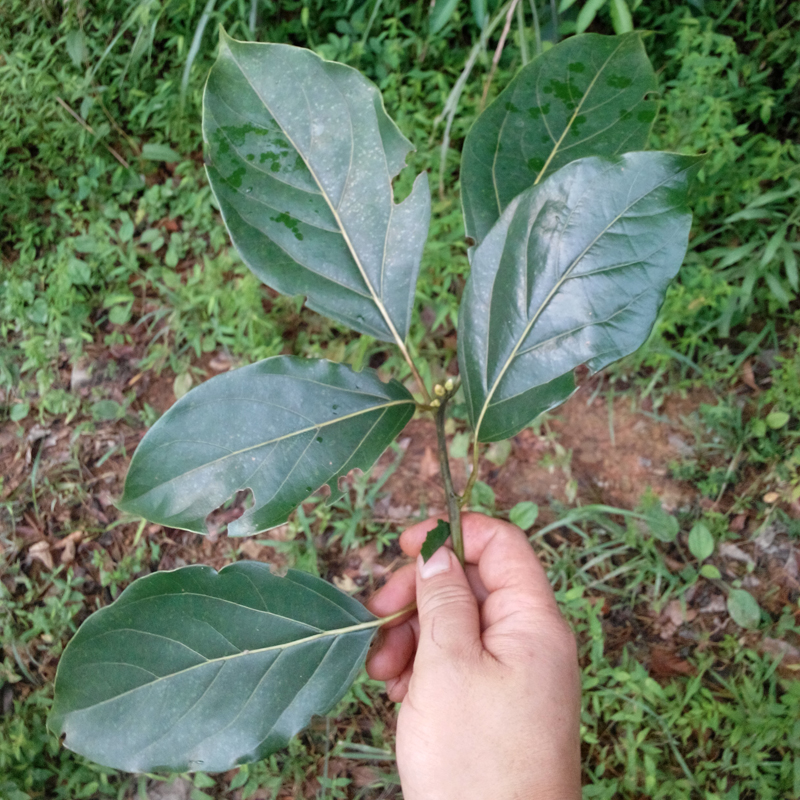 新鲜樟树叶 大叶樟药用樟叶现拍现采药材香樟树叶 老樟树一份一斤