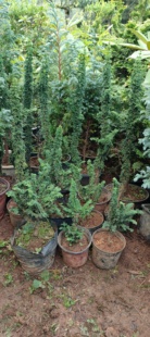 一物一拍日本石化桧室内外桌面摆放盆景阳台盆栽造型植物耐寒好养