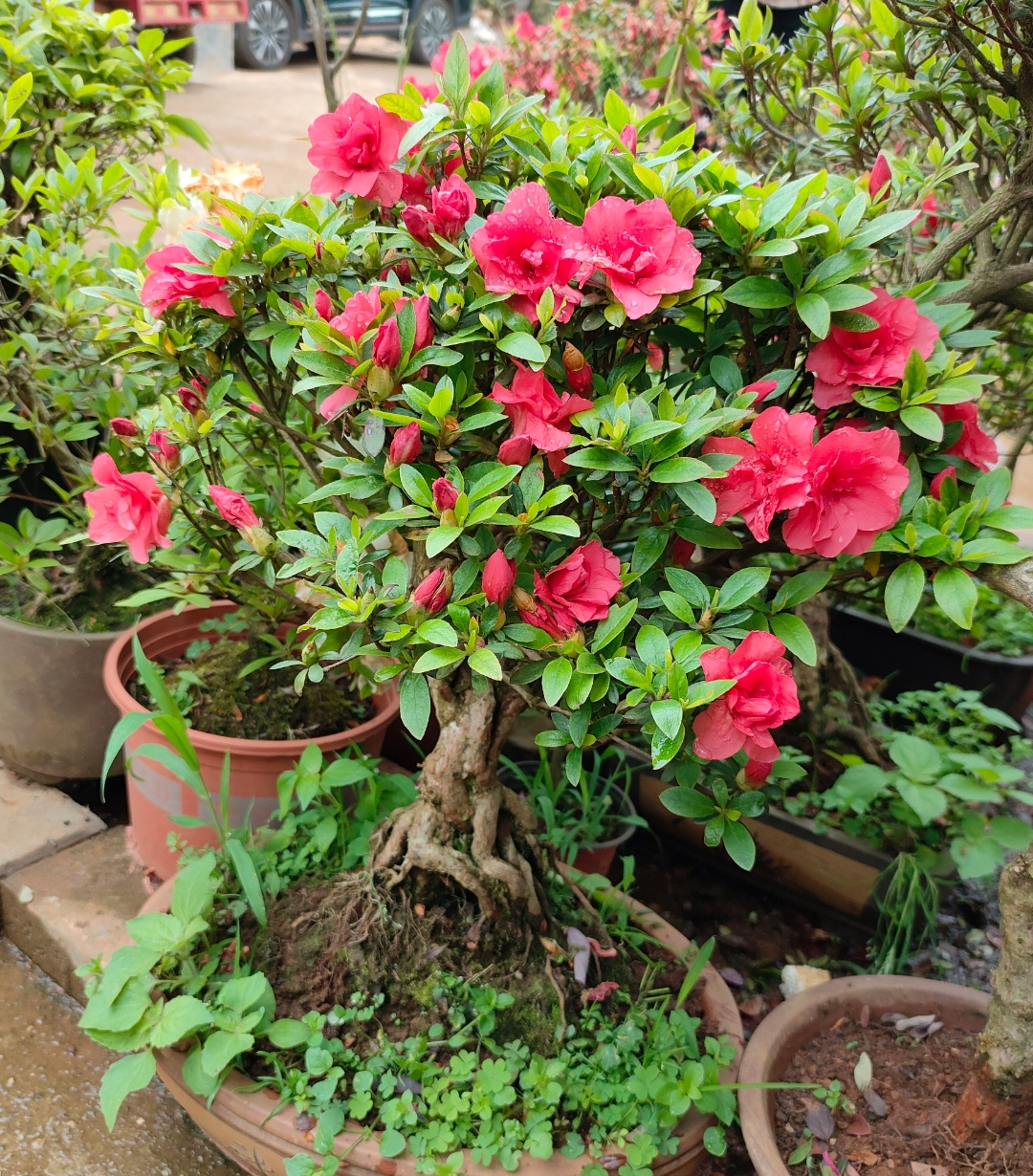 一物一拍皋月杜鹃花哈克曼红牡丹庭园阳台花卉盆栽好养易活耐寒