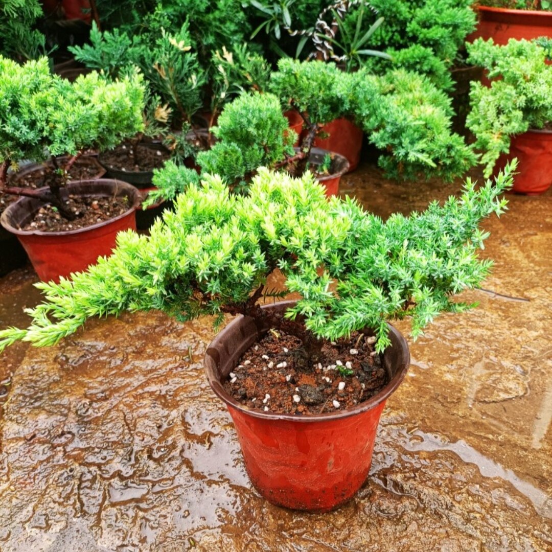 针叶树新西兰珍珠柏 趣味盆景柏桌面绿植