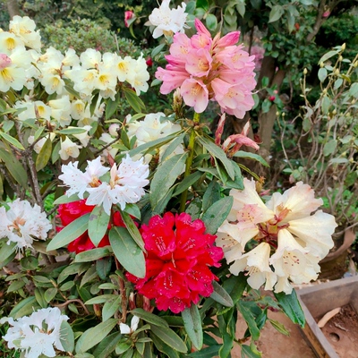 高山杜鹃花小苗盲盒混发庭院花卉盆栽抗寒耐冻大花大叶植物