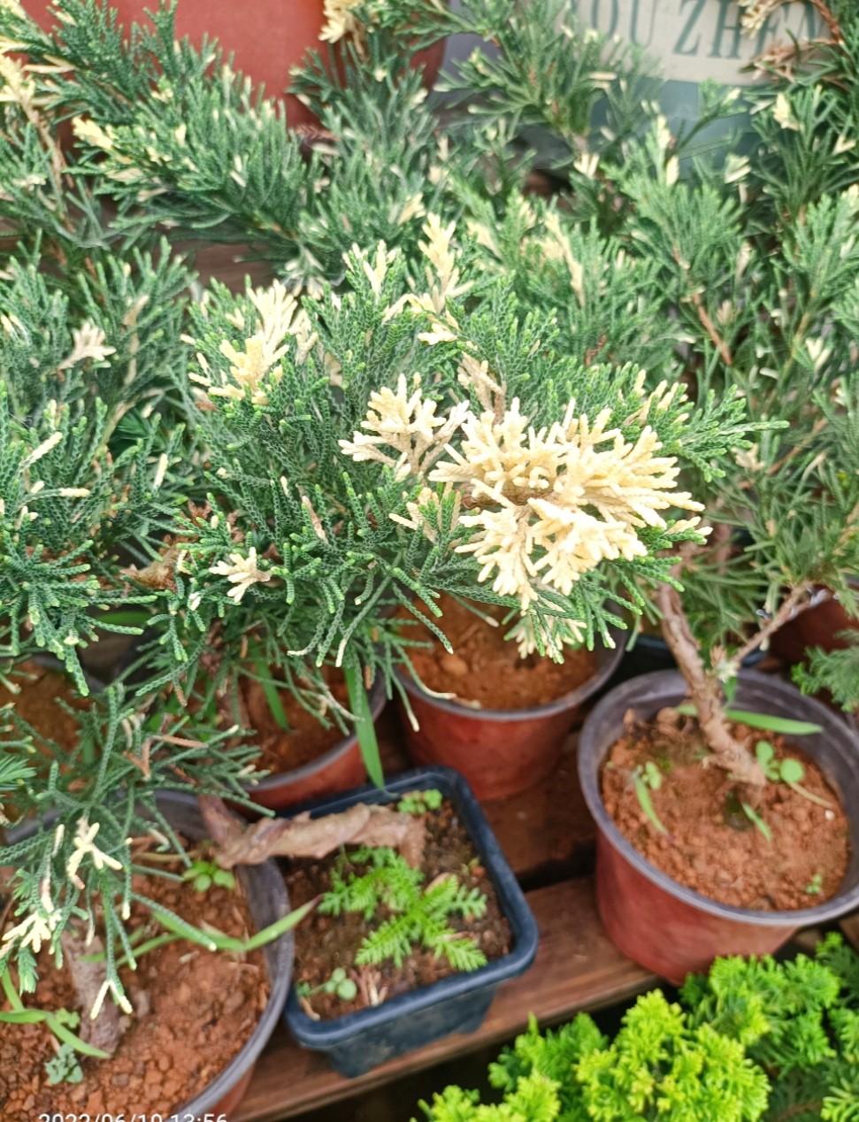 斑叶真柏盆景花叶真柏盆栽庭院阳台造型植物一物一拍元盆土发货