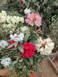 高山杜鹃花小苗盲盒混发庭院花卉盆栽抗寒耐冻大花大叶植物