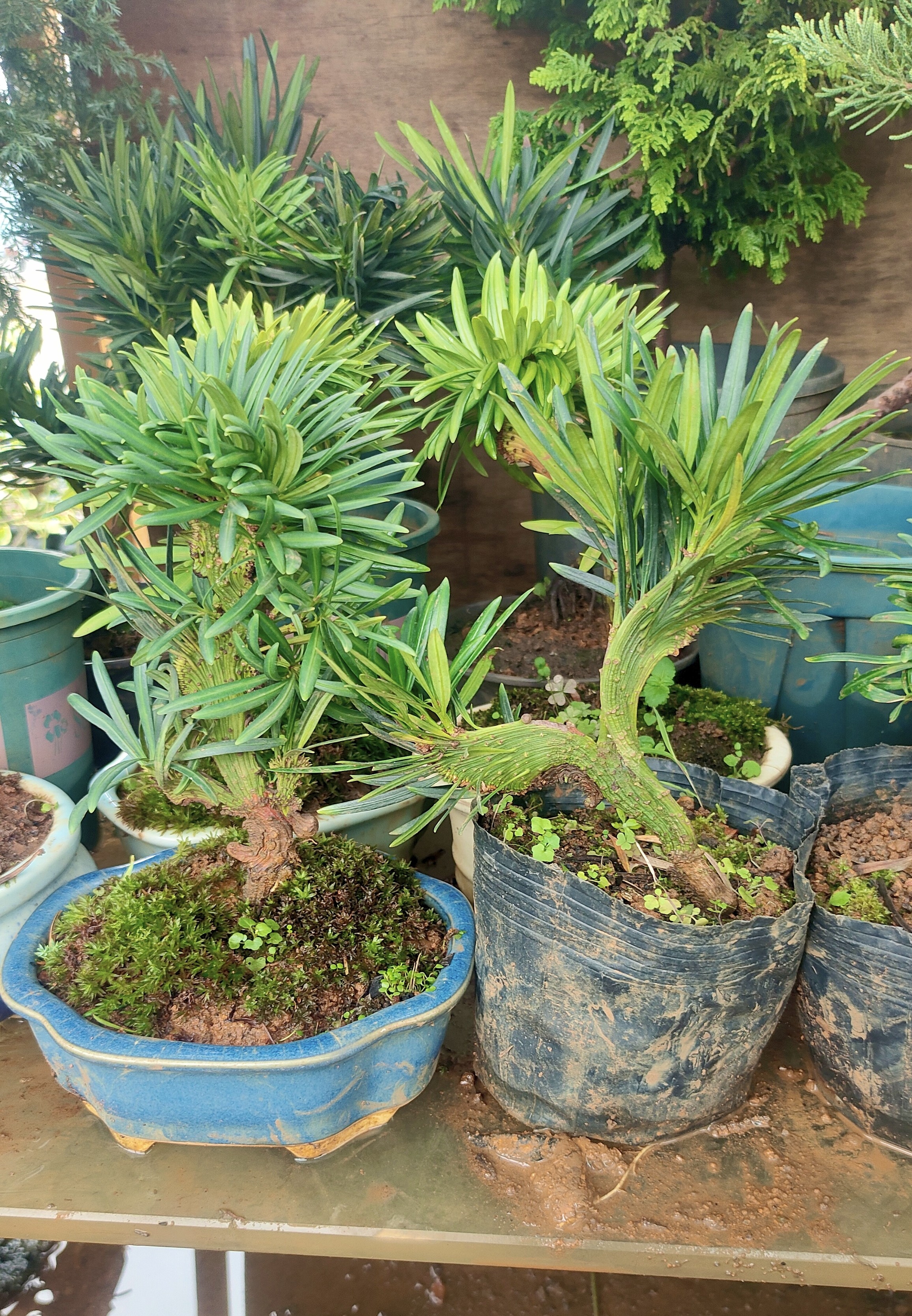 一物一拍罗汉松麒麟济州真柏原盆土发货桌面摆放小品微品掌玩,鲜花速递/花卉仿真/绿植园艺,造型盆景,淘宝优惠券,粉丝福利购,淘宝优惠卷