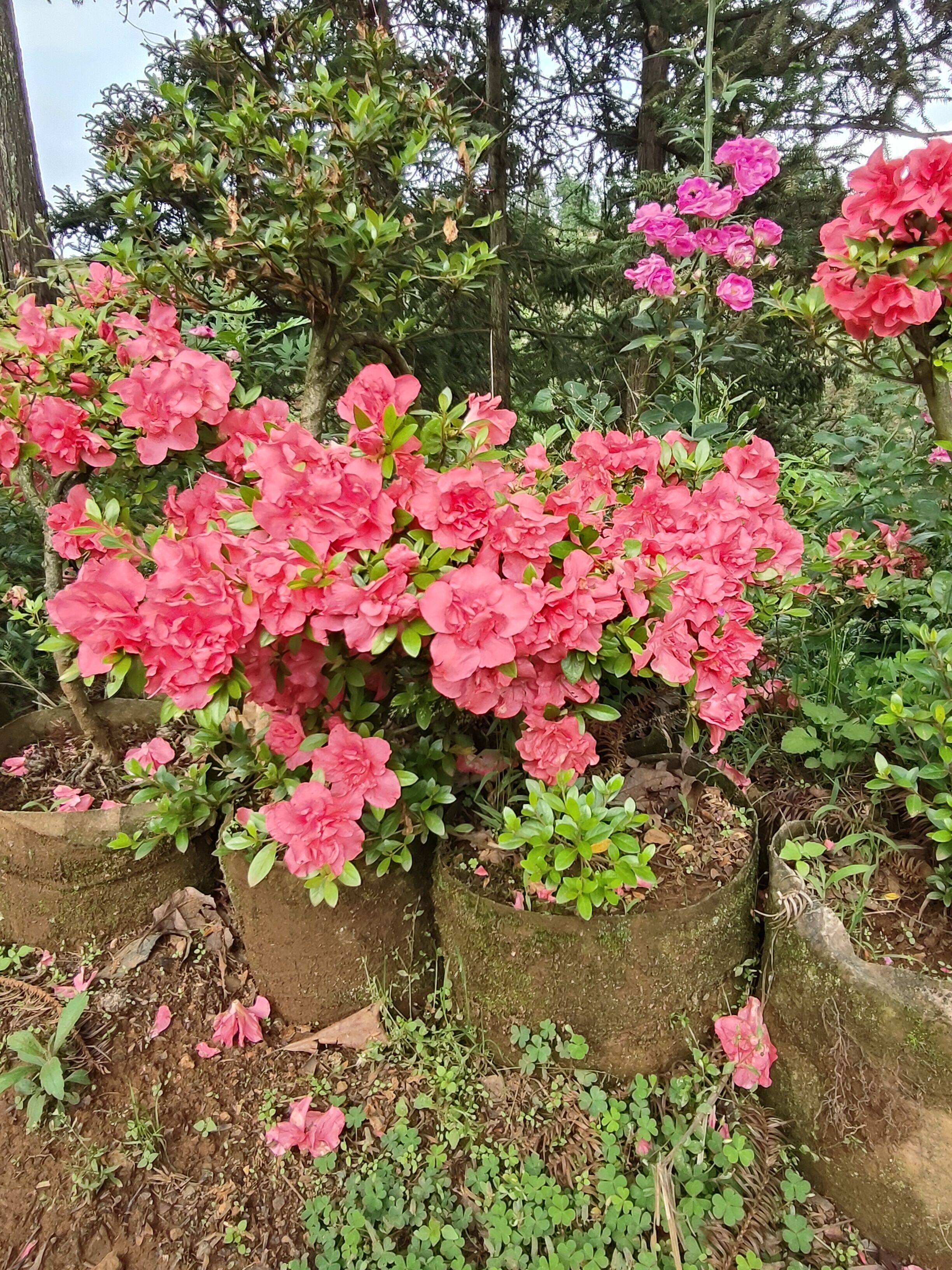 进口品种福牡丹花卉盆栽庭院花园室内外可养一物一拍原盆土发货