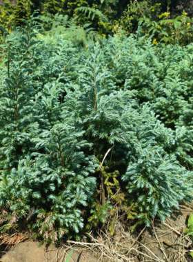 小塔形基地直发彩叶植物蓝湖柏蓝色波尔瓦阳台花园盆栽净化空气