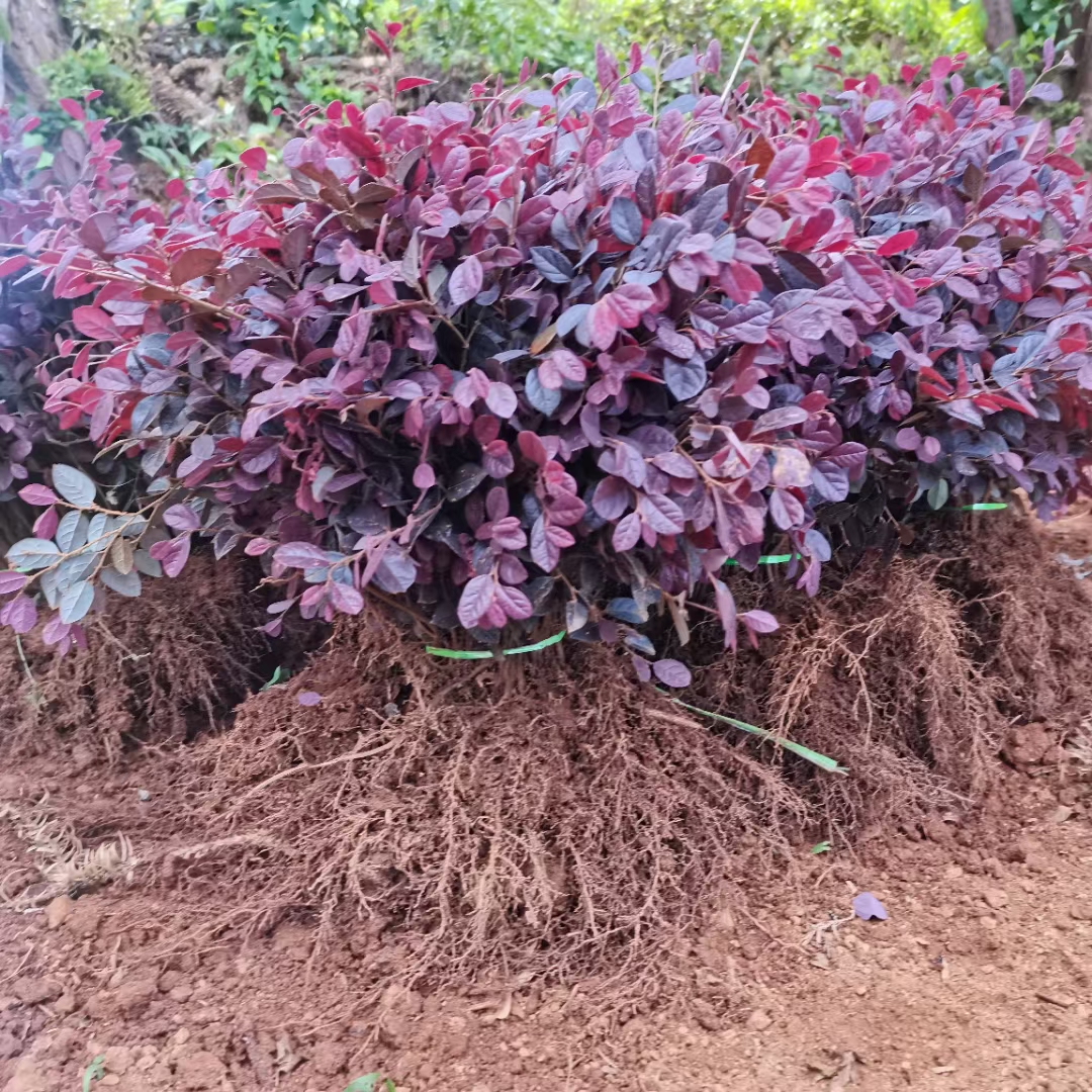 红花继木小苗绿化苗木花园花镜景观工程苗木裸根发货包邮