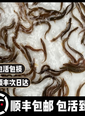台湾小泥鳅苗泥鳅鱼鲜活乌龟龙鱼黑鱼活鱼金鳅筏钓鱼翘嘴养殖鱼苗