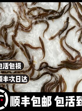 台湾小泥鳅苗泥鳅鱼鲜活乌龟龙鱼黑鱼活鱼金鳅筏钓鱼翘嘴养殖鱼苗