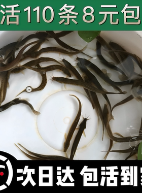 台湾小泥鳅苗泥鳅鱼鲜活乌龟龙鱼黑鱼活鱼金鳅筏钓鱼翘嘴养殖鱼苗