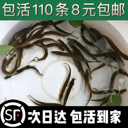 台湾小泥鳅苗泥鳅鱼鲜活乌龟龙鱼黑鱼活鱼金鳅筏钓鱼翘嘴养殖鱼苗