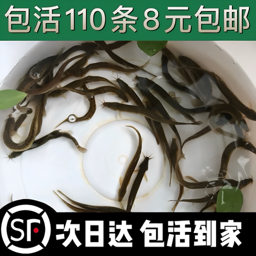 台湾泥鳅苗钓鱼淡水鱼鲜活