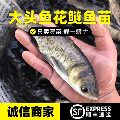 花鲢鱼苗淡水养殖食用大头鱼苗鲢鳙胖头鱼鲜活冷水鱼大头雄鱼鱼苗