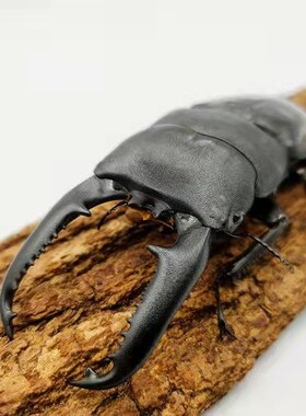 巴拉望巨扁 Dorcus Titanus Palawanicus