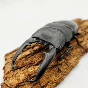 巴拉望巨扁 Dorcus Titanus Palawanicus