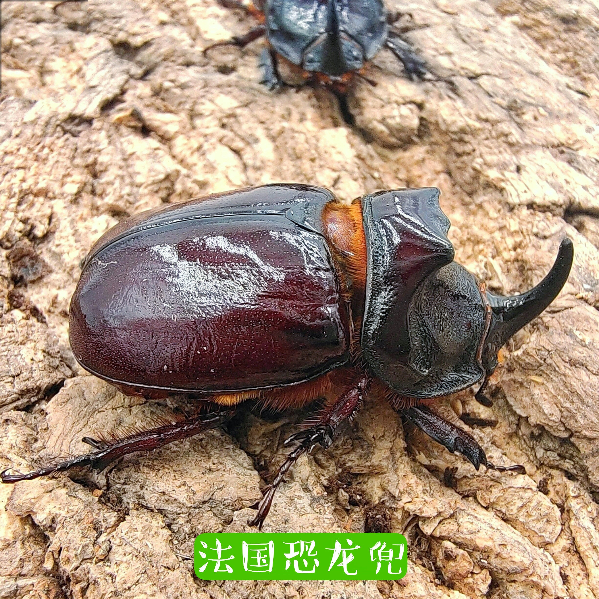 法国恐龙兜小兜小型可爱甲虫迷你宠物精品小兜