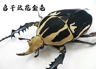 乌干达花金龟独角仙中国大锹甲甲虫宠物活体昆虫爬宠