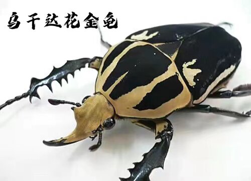 乌干达花金龟独角中国大锹甲虫
