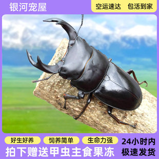 中国大锹甲新手入门宠物甲虫昆虫中华大锹扁锹甲成虫活体独角仙中