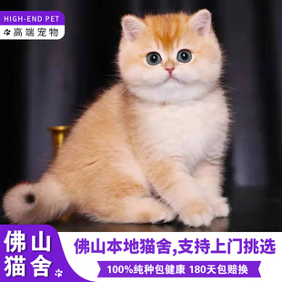 详情请咨询客服观看视频与地址挑选了解 佛山出售纯种金渐层幼猫