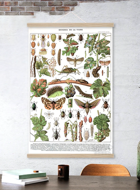 复古自然科普生物学装饰画葡萄酒庄园病虫害识别图表挂画艺术海报