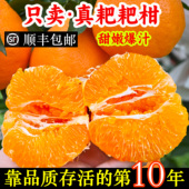 包邮 正宗四川春见耙耙柑现摘发货10斤装 大果整箱粑粑丑桔橘子顺丰