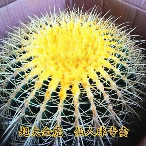 多肉仙人球 超大金虎仙人球美虎办公室防辐射盆栽 精品多肉防辐射
