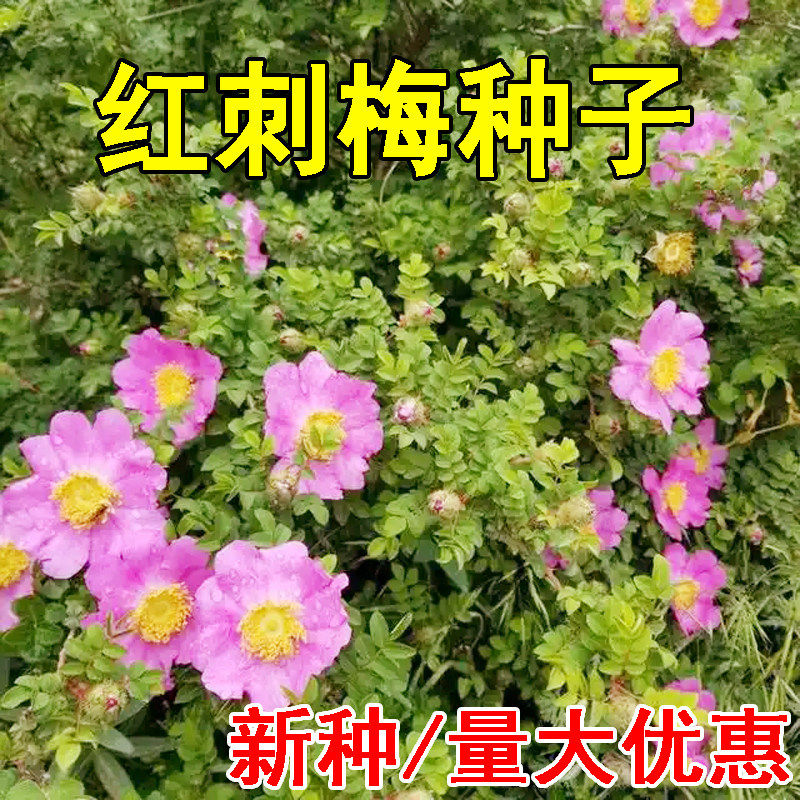 红刺玫种子黄刺玫种子庭院绿化重瓣耐寒耐旱工程绿化刺梅苗作树墙