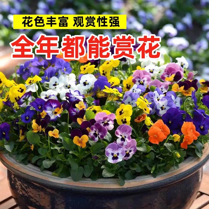 三色堇花种籽子四季播种耐寒蝴蝶花花种阳台室外庭院秋播角堇种子