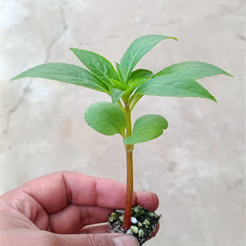 凤仙花苗指甲花穴盘苗驱蛇阳台庭院学生观察花卉植物学生观察作业