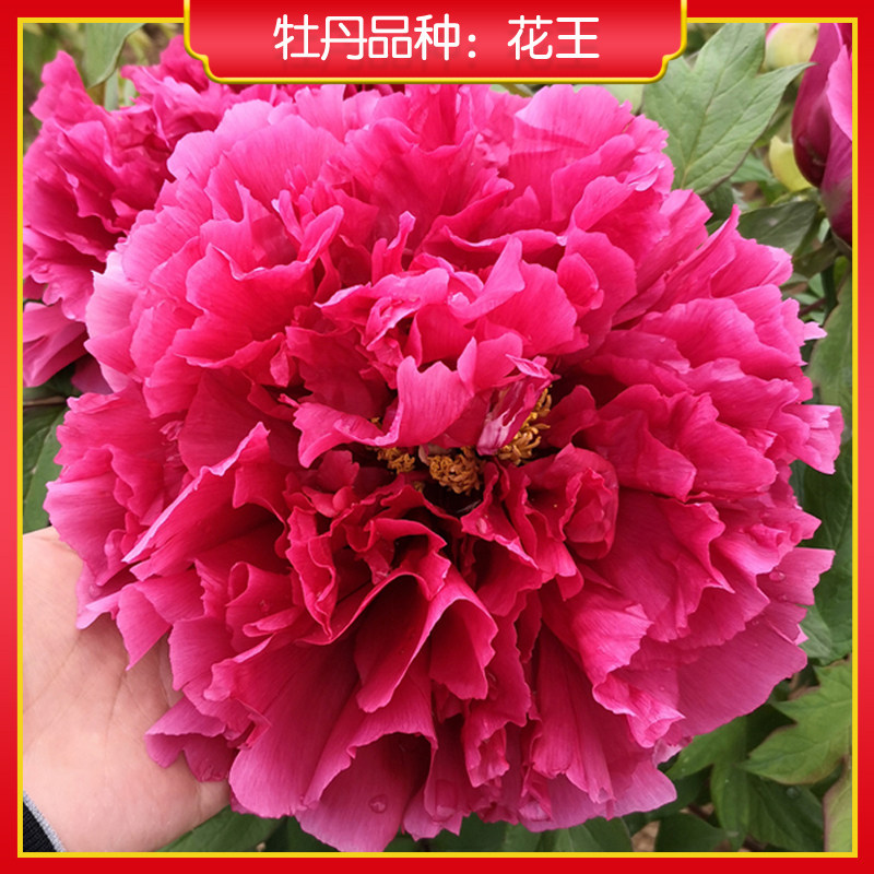 花王进口玫红色开花很大的牡丹