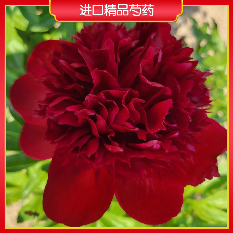【进口精品芍药】菏泽正宗观赏芍药花苗 庭院地栽多年生草本花卉