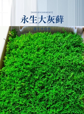 永生大灰苔藓仿真大灰藓永生苔藓造景白发苔藓绿色鲜活阳台