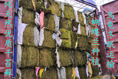 干苔藓园艺多肉兰花铺面石斛种植嫁接水草青苔乌龟运输材料