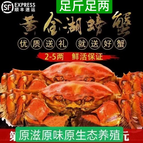 3.5两全母蟹 湖北黄石大冶黄金湖螃蟹大闸蟹鲜活全国包邮顺丰包邮