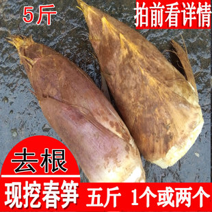 江西春笋新鲜现挖竹笋江西高山黄泥冬笋深山采挖楠竹笋毛竹笋