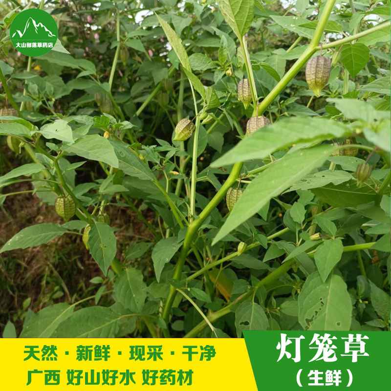 广西野生新鲜灯笼草 中草药打卜草天泡子现采菇凉姑娘草500克包邮