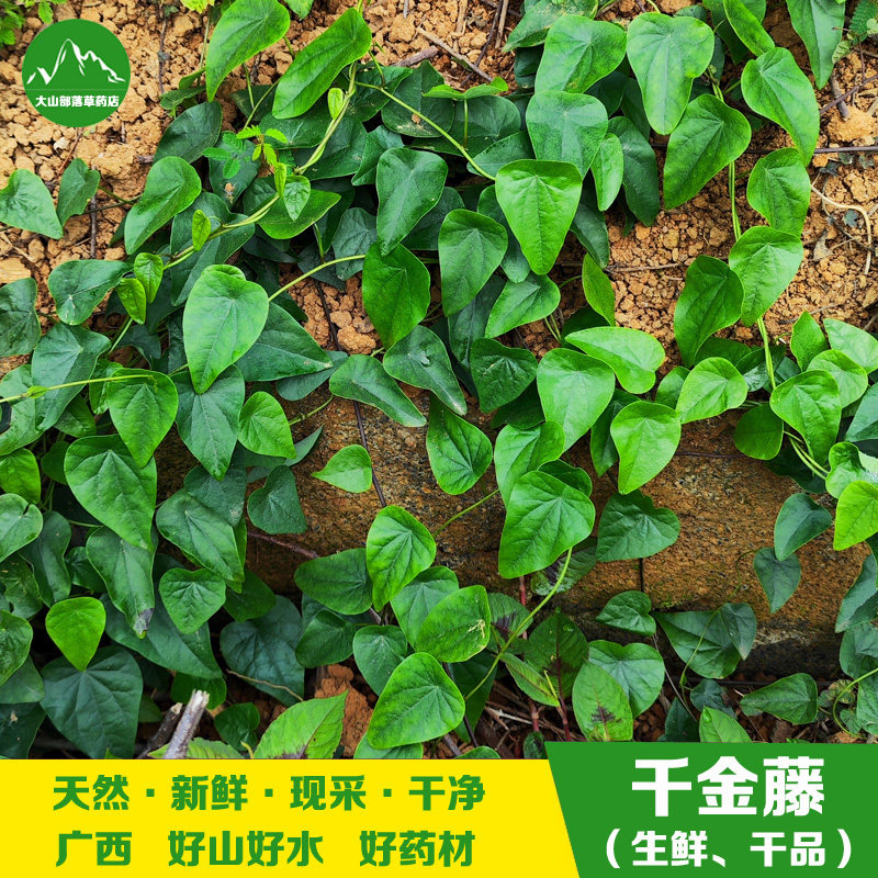 广西新鲜粪基笃藤叶田鸡草千金藤