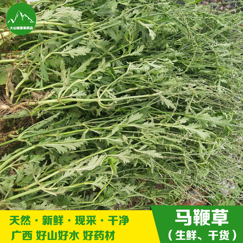 广西现采新鲜马鞭草 中药材铁马鞭 马边草 新晒马鞭草 500克 包邮