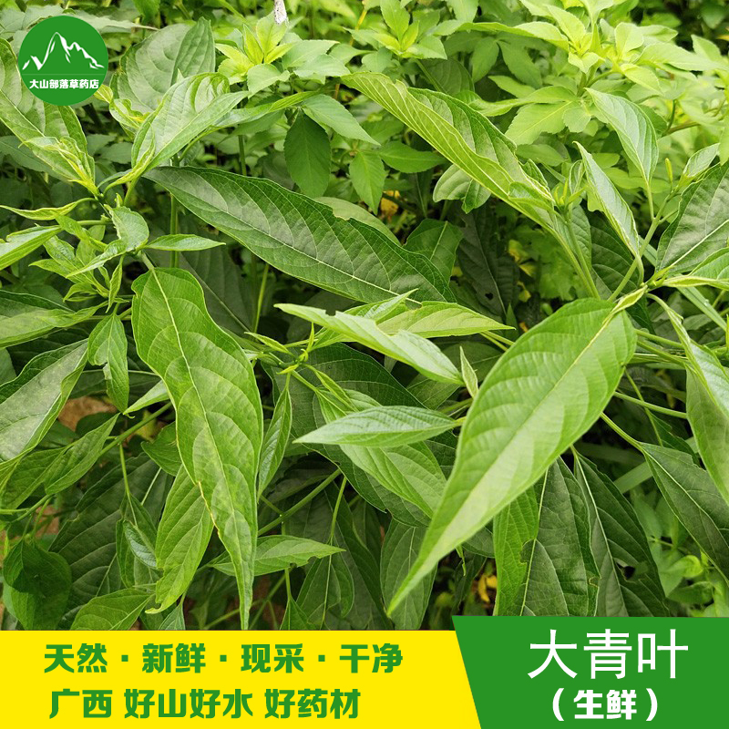 新鲜大青叶 新晒路边青 臭大青 中草药臭树根大青树枝叶