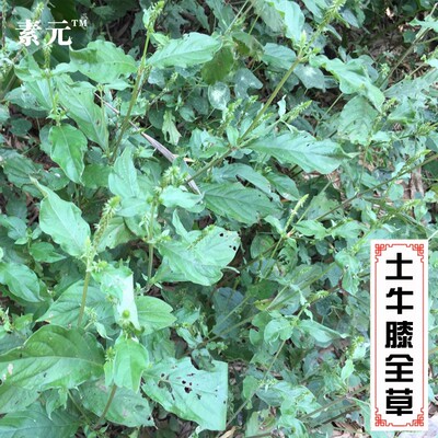 新鲜土牛膝广西中草药全草倒扣草