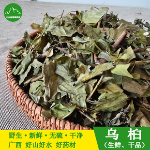 野生新晒乌桕叶 中草药乌桕叶卷子叶蜡子树油子树叶桕子树木子树