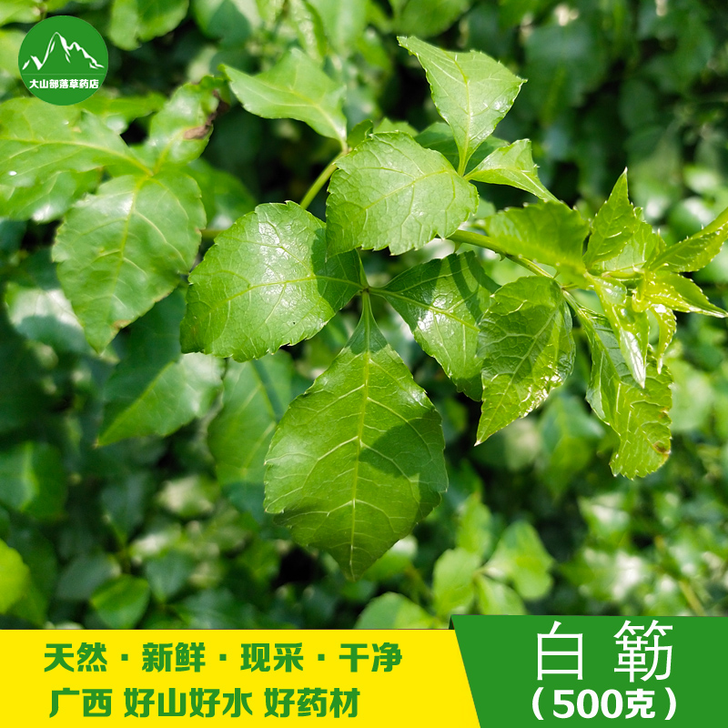 新鲜白簕 现采苦刺枝叶三叶五加苦刺茶白簕根苦刺根刺三加簕钩菜