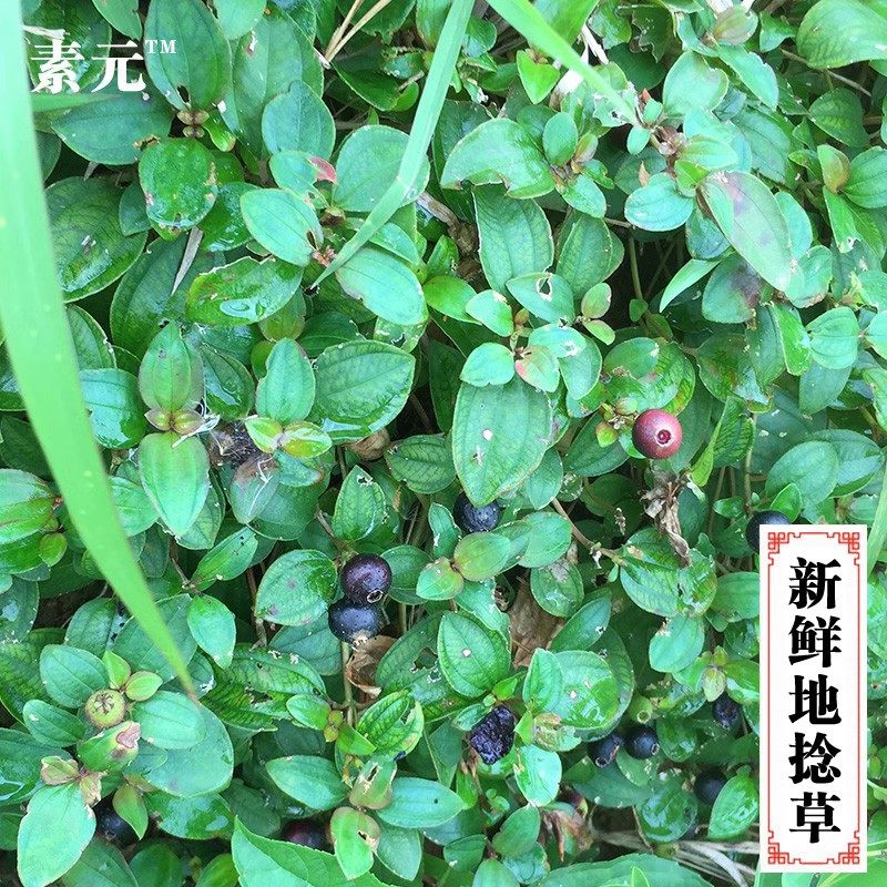 野生地稔草新鲜地捻草地念山地菍铺地锦地脚茶地茄子矮脚地菍包邮