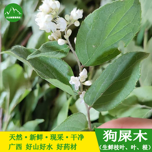 现挖华山矾 新鲜狗屎木根 华灰木枝叶中草药地黄木纯根 500克包邮