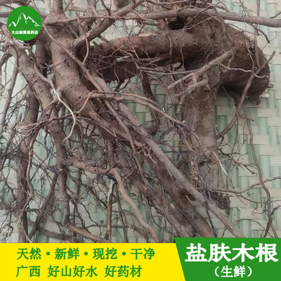 新鲜盐肤木根现挖五倍子树纯根